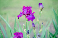 Iris Farm
