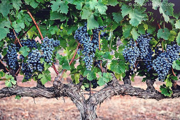 Stonehouse Winery