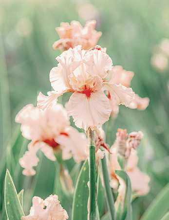 The Iris Farm