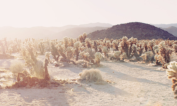 Joshua Tree National Park